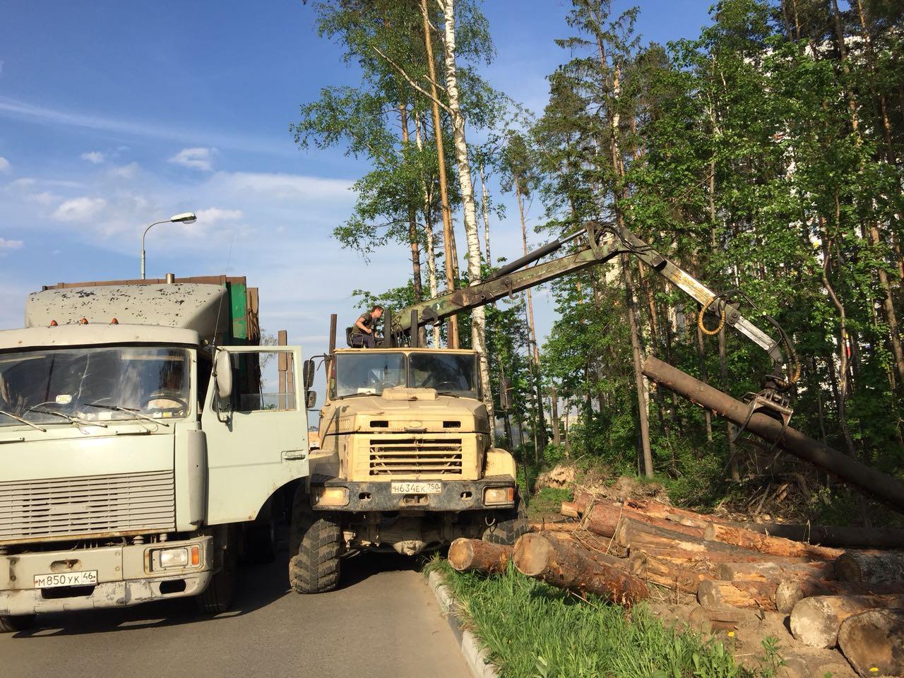 В парке «Лосиный остров» убирают деревья, поваленные прошлогодним ураганом  | РИАМО в Балашихе