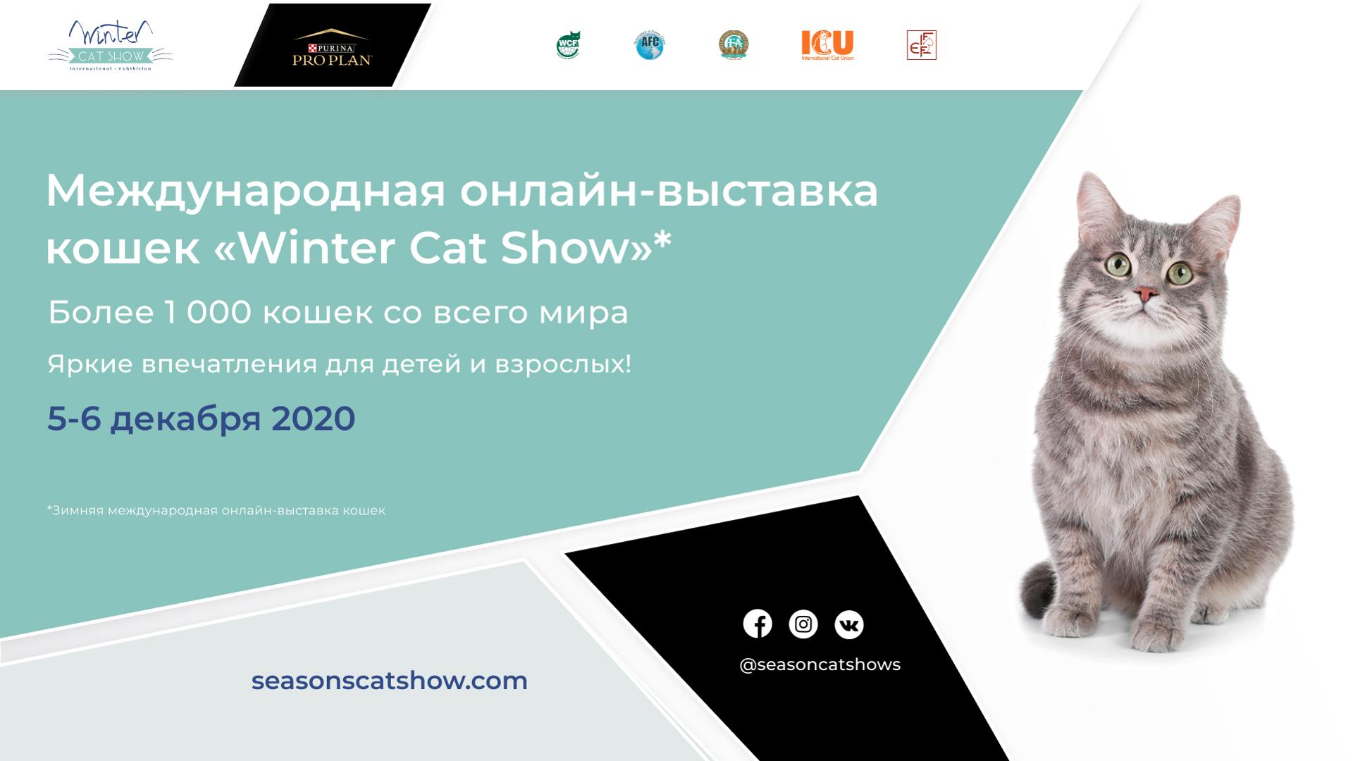 Столичную выставку кошек Winter Cat Show — 2020 проведут онлайн в декабре |  РИАМО