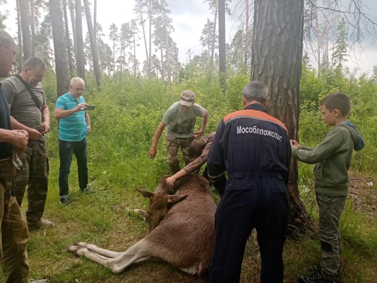 Двух гулявших по улицам Балашихи лосей отвезли обратно в лес | РИАМО в  Балашихе